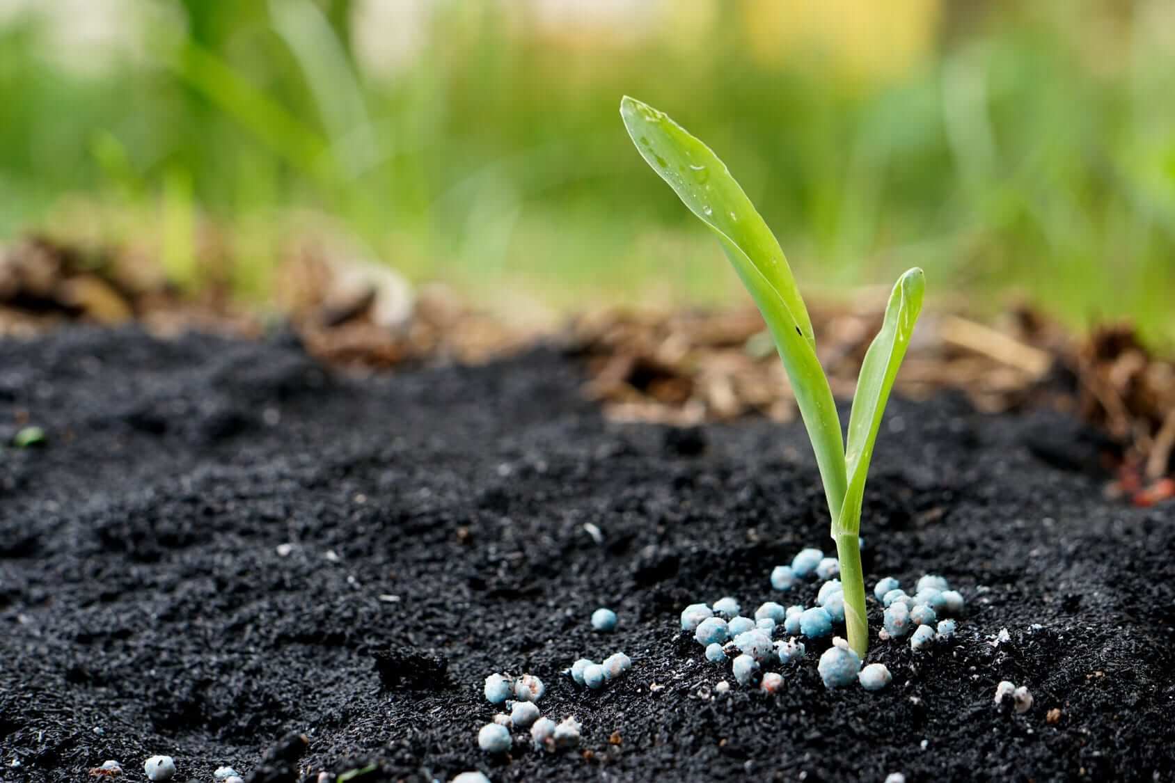 Nitrogenous Fertilizers